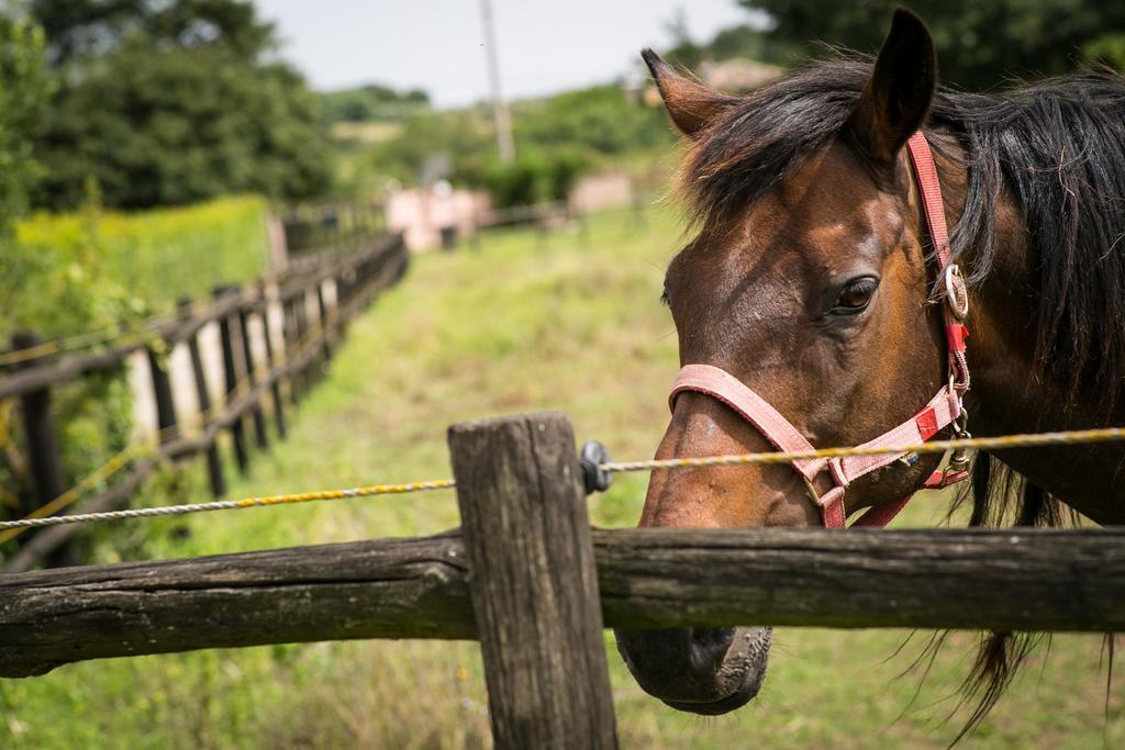 Agriturismo L.B.Stud บรักชาโน ภายนอก รูปภาพ